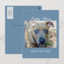 Buscar pitbull postales Americano pit bull terrier