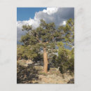 Buscar nube verticales postales Bosque