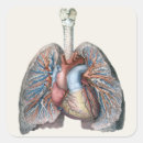 Buscar órgano pegatinas Pulmones