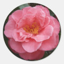 Buscar de la camelia General y unisex