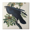 Buscar audubon azulejos John james audubon