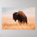 Buscar bisonte americano posters Toro