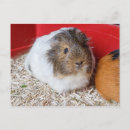 Buscar jaula postales Blanco