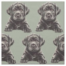Buscar labrador negro telas Para todos