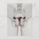 Buscar sexual postales Órganos humanos