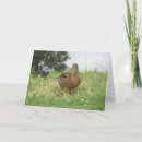 Buscar mallard duck postales Animal