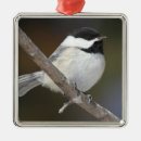 Buscar chickadee Negro