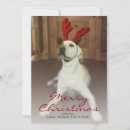 Buscar asta tarjetas Perro