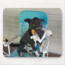 Buscar amigo peludo electronica Cachorro