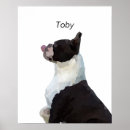 Buscar boston terrier pet General y unisex