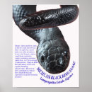 Buscar herp posters Reptil