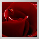 Buscar capullos de rosa posters Amor