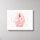 Buscar ligamento lienzos Detalle