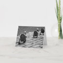 Buscar anadones tarjetas Fotografía