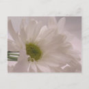 Buscar dique postales Blanco