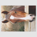 Buscar castañas papel de seda 6 º caballito