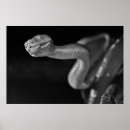 Buscar serpiente blanca posters Reptil