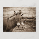 Buscar burros postales Granja