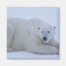 Buscar polar oso imanes Fauna
