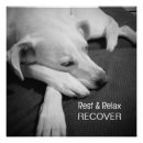 Buscar perro blanco y negro posters Para todos