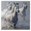 Buscar imágenes de caballos azulejos Oeste salvaje