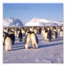 Buscar pingüinos fotografía Antártico