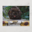 Buscar gato enojado postales Agresivo
