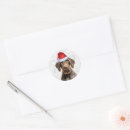 Buscar perro musical postales Perros