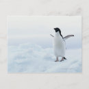 Buscar la antártida postales Pingüino