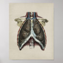 Buscar pulmones humanos posters Anatomía