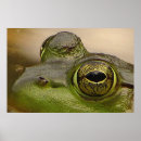 Buscar rana verde posters Anfibios