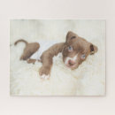 Buscar perro de bull terrier puzzles Cachorro