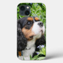 Buscar dogos fundas Cachorros