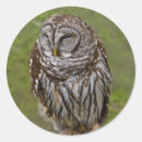 Buscar pájaros del búho pegatinas Naturaleza