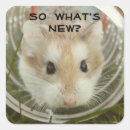 Buscar hamster pegatinas Roedor