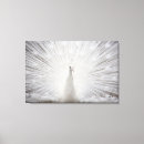 Buscar pavo real blanco lienzos Ave