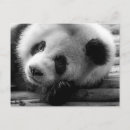 Buscar oso panda lindo postales Chengdu