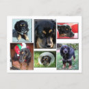Buscar cachorros postales Animales