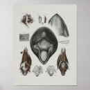Buscar cetáceos posters Ballenas