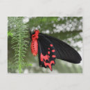 Buscar mariposa roja postales Negro