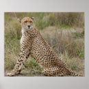 Buscar jubatus posters Naturaleza