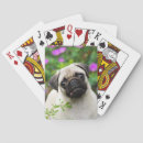 Buscar pug barajas de cartas Perro