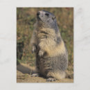 Buscar marmotas postales Fauna
