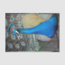 Buscar pavo real colorido papel de seda Pájaro