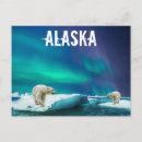 Buscar osos polares postales Alaska