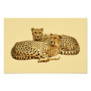 Buscar grandes felinos posters África