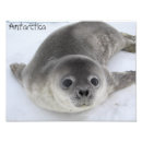 Buscar foca posters Bebé