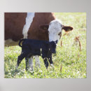 Buscar del pie posters Horizontal