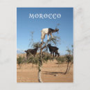 Buscar cabras divertidas postales Marruecos