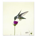 Buscar colibrí fotografía El volar